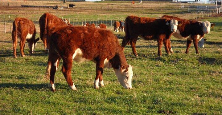 Pedigree polled hereford Cattle for sale